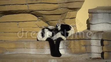 两只黑白变猴子在岩石上玩耍。 在晴朗的天气里，Lemurs Vari有乐趣，积极放松。 黑白的